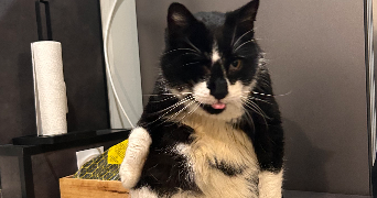 roza pet sitter à IVRY LA BATAILLE 27540_2