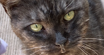 barbara pet sitter à ENNEZAT 63720_3