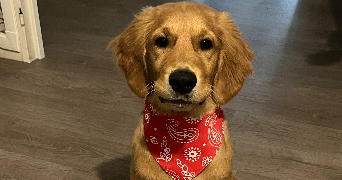 léa pet sitter à Roissy en france 95700_0