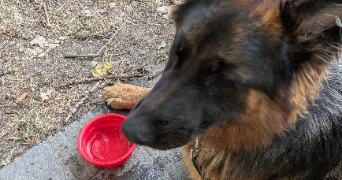 gwendoline pet sitter à COUDEKERQUE BRANCHE 59210_3