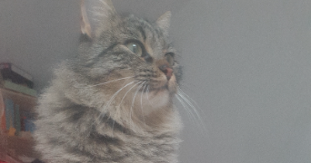 melissa pet sitter à ANTIBES 06600_0