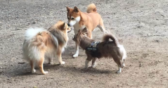 mylene pet sitter à ST GENIS LES OLLIERES 69290_1