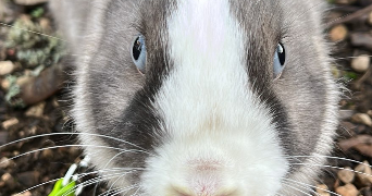 emilie pet sitter à MARSANNAY LA COTE 21160_1