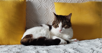caroline pet sitter à NICE 06200_6