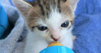 valerie pet sitter à AUZEVILLE TOLOSANE 31320_7