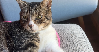 manon pet sitter à PERPIGNAN 66000_3