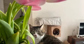 lucie pet sitter à Vimoutiers 61120