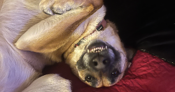 emma pet sitter à LES HAUTS TALICAN 60390_1