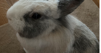 laura pet sitter à GENTILLY 94250_0