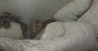 lilla pet sitter à NANTERRE 92000_2
