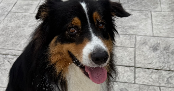 estelle pet sitter à BUCHELAY 78200_5