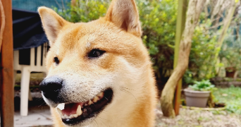 cyrielle pet sitter à SURESNES 92150_0