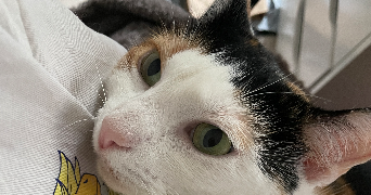 juliette pet sitter à Loperhet 29470_2
