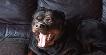 lou pet sitter à LE GRAND QUEVILLY 76120
