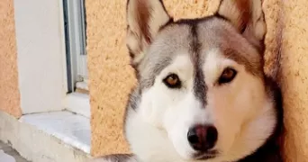 christophe pet sitter à TREBES 11800