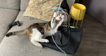 sophie pet sitter à AMIENS 80000_3