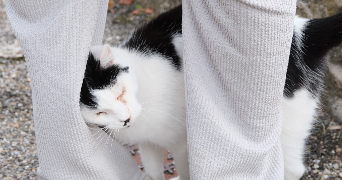 célia pet sitter à ORANGE 84100_3