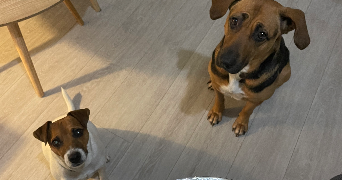 chloé pet sitter à Rennes 35510_2