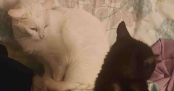 emmanuelle pet sitter à VILLEJUIF 94800_1