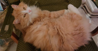 déborah pet sitter à ETAMPES 91150_2