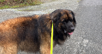 bianca dog sitter à MESNIL ROC H 35720_9
