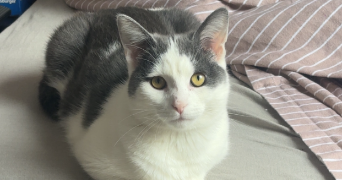 mehdi pet sitter à BEAUVAIS 60000_2