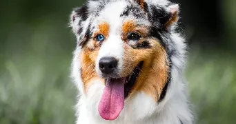 angélique pet sitter à PARIS 14 75014