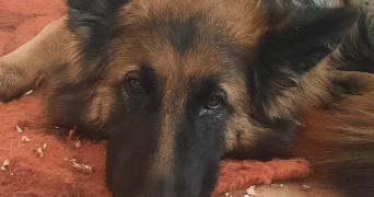 marie pet sitter à monsac 24440_2