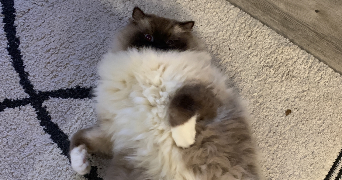 clara pet sitter à PLAISIR 78370_5