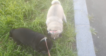 claire pet sitter à VITRY SUR SEINE 94400_8