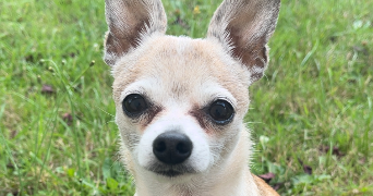 sophie pet sitter à HEROUVILLE ST CLAIR 14200_4