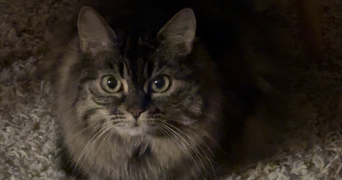 louise pet sitter à PARIS 13 75013_1