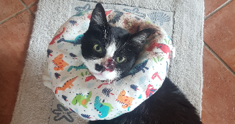 jeanne pet sitter à TOULON 83000_2