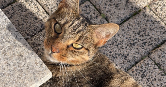 aulona pet sitter à VILLAGE NEUF 68128_3