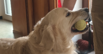 natchasorn dog sitter à MOLSHEIM 67120_6