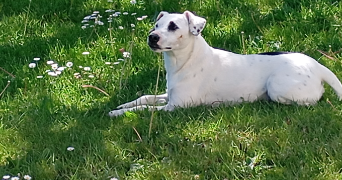 aurore pet sitter à ST PRIVAT 19220_3
