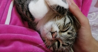 taysa pet sitter à AMIENS 80000_1