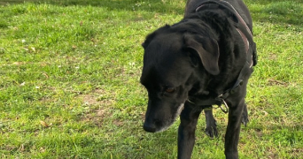 lucille pet sitter à PARIS 75015_3