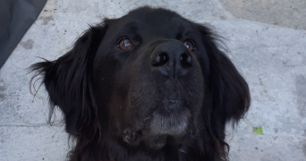 cassandra pet sitter à CROIX 59170_4