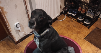 déborah pet sitter à LEMBACH 67510_3