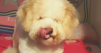 marjhorie pet sitter à PARIS 08 75008_3