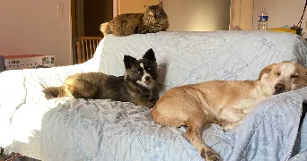 jennifer pet sitter à Cerons 33720