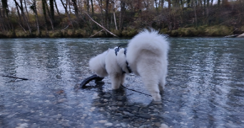 lydie pet sitter à RUMILLY 74150_1