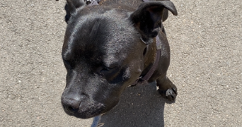 mégane pet sitter à BRY SUR MARNE 94360_2