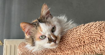 amy pet sitter à ALBI 81000_3