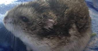 lina  pet sitter à WITTELSHEIM 68310_5