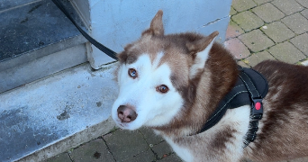 louane pet sitter à BOURGES 18000_5