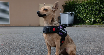 morgane pet sitter à COUZEIX 87270_5