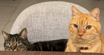 anna pet sitter à NICE 06000_2