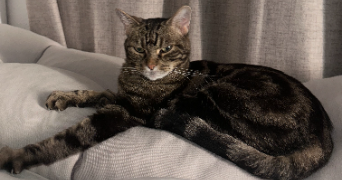 calliane pet sitter à ST CYR SUR MER 83270_1